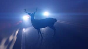  Report: Deer/Vehicle Collisions Increase in Fall Months